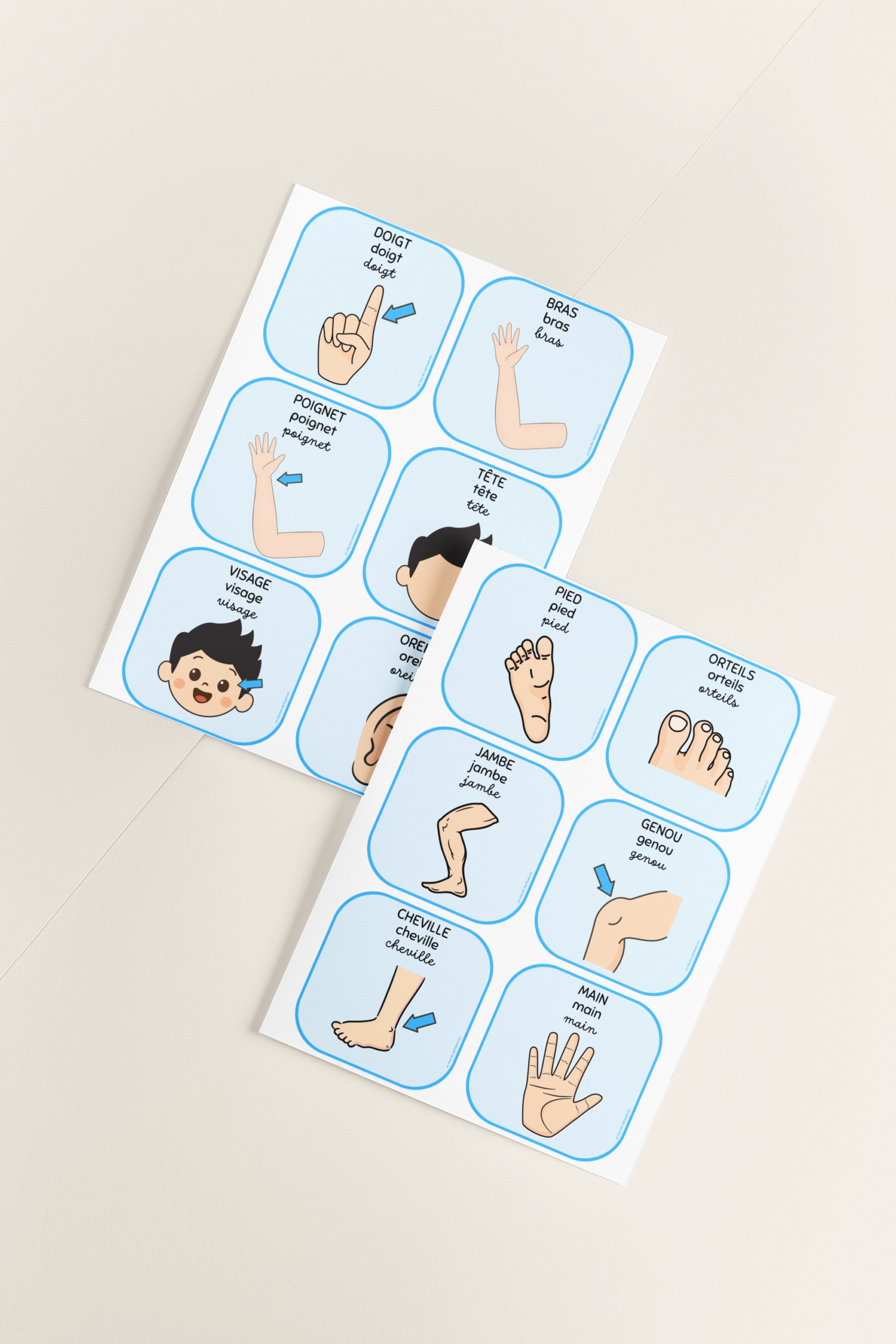 les parties du corps vocabulaire